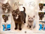Chatons Céleste LOOF disponibles mi-août 2026