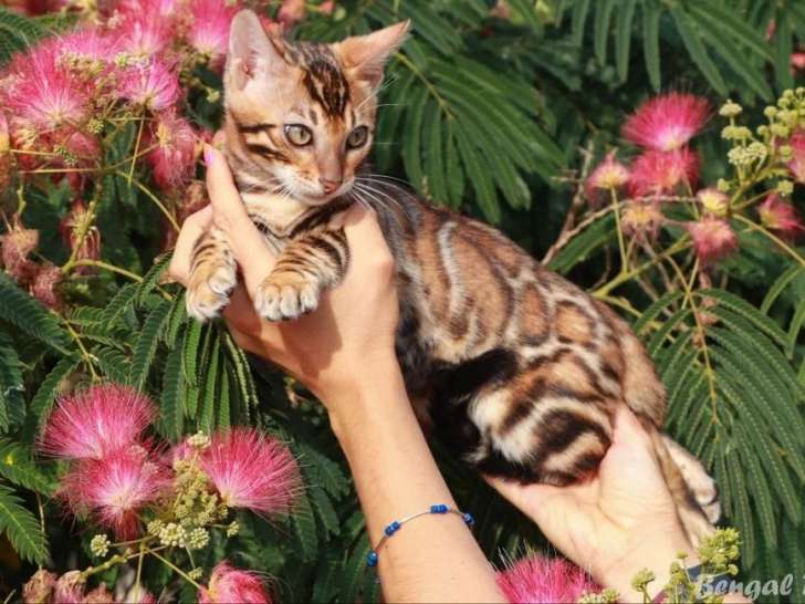 Deux chatons Bengal mâles LOOF nés en avril 2026 à vendre
