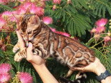 Deux chatons Bengal mâles LOOF nés en avril 2026 à vendre