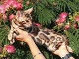 Deux chatons Bengal mâles LOOF nés en avril 2026 à vendre
