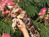 Deux chatons Bengal mâles LOOF nés en avril 2026 à vendre