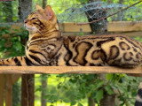 Deux chatons Bengal mâles LOOF nés en avril 2026 à vendre