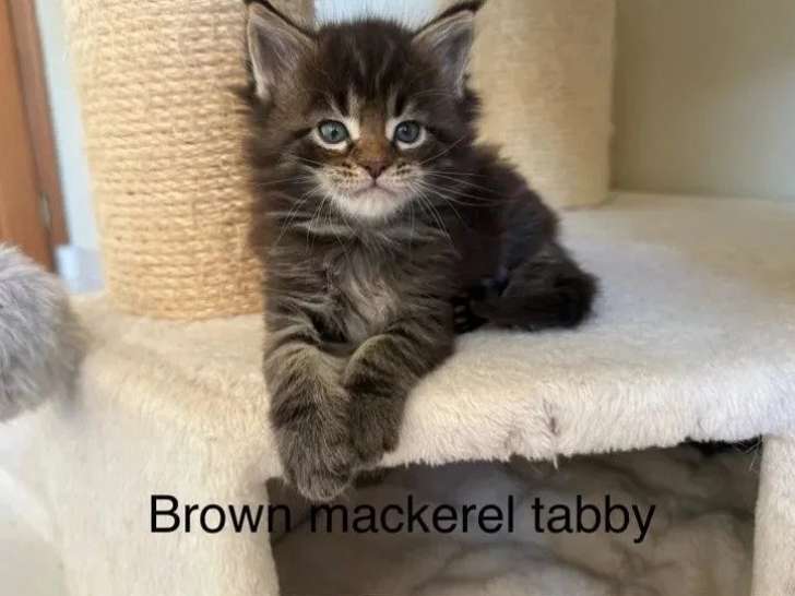 Portée de 5 chatons Maine Coon LOOF nés en mai 2026 à vendre