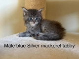 Portée de 5 chatons Maine Coon LOOF nés en mai 2026 à vendre