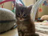 Portée de 5 chatons Maine Coon LOOF nés en mai 2026 à vendre