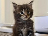 Portée de 5 chatons Maine Coon LOOF nés en mai 2026 à vendre