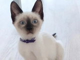 Portée de 5 chatons Siamois non LOOF à vendre mai 2026