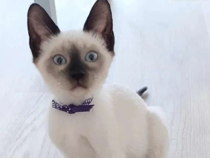 Portée de 5 chatons Siamois non LOOF à vendre mai 2026