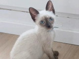 Portée de 5 chatons Siamois non LOOF à vendre mai 2026