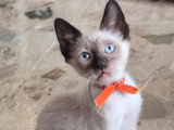Portée de 5 chatons Siamois non LOOF à vendre mai 2026