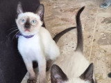 Portée de 5 chatons Siamois non LOOF à vendre mai 2026