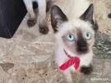 Portée de 5 chatons Siamois non LOOF à vendre mai 2026