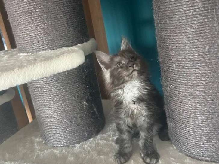 Trois chatons Maine Coon mâles black smoke inscrits au LOOF à vendre