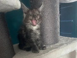 Trois chatons Maine Coon mâles black smoke inscrits au LOOF à vendre
