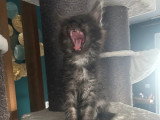Trois chatons Maine Coon mâles black smoke inscrits au LOOF à vendre