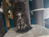 Trois chatons Maine Coon mâles black smoke inscrits au LOOF à vendre