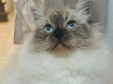 Chatte adulte Sacré de Birmanie croisée Siamois à vendre