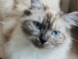 Chatte adulte Sacré de Birmanie croisée Siamois à vendre