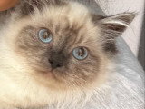 Chatte adulte Sacré de Birmanie croisée Siamois à vendre