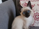 Bully, chaton de type Siamois à adopter en association