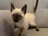 Bully, chaton de type Siamois à adopter en association