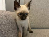 Bully, chaton de type Siamois à adopter en association