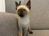 Bully, chaton de type Siamois à adopter en association