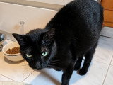 Ninouche, jeune chatte à adopter en association