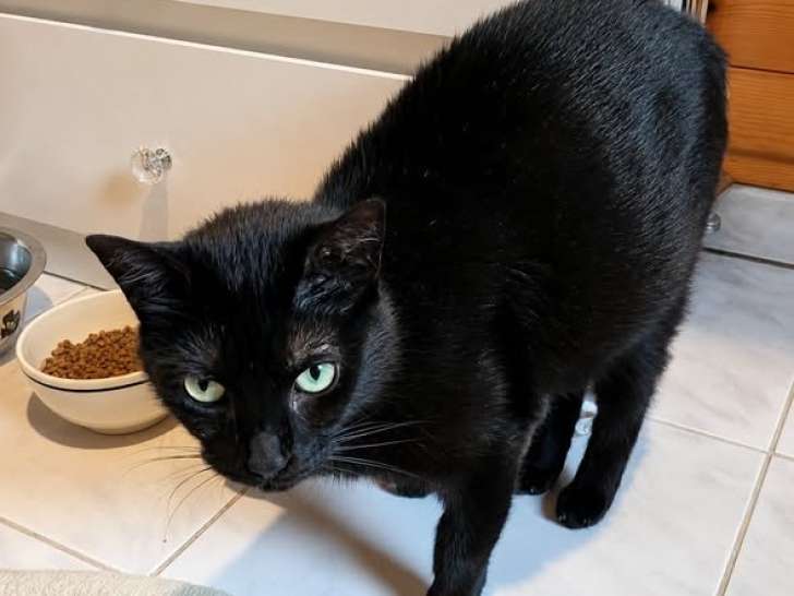 Ninouche, jeune chatte à adopter en association