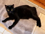 Ninouche, jeune chatte à adopter en association