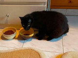 Ninouche, jeune chatte à adopter en association