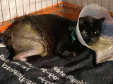 Ninouche, jeune chatte à adopter en association