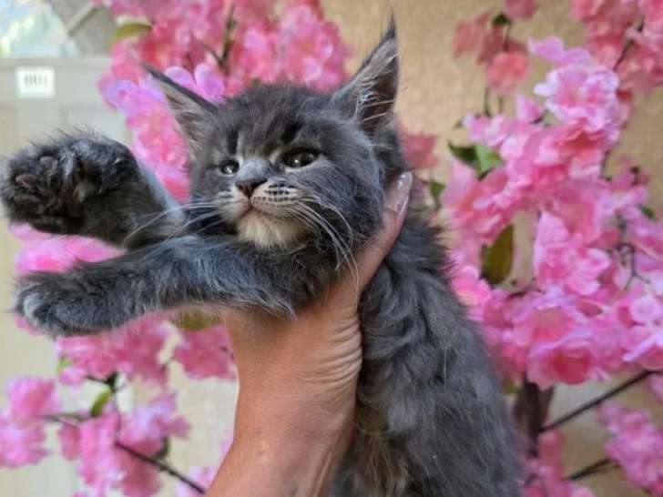 Réservation chaton femelle Maine Coon polydactyle LOOF