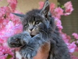 Réservation chaton femelle Maine Coon polydactyle LOOF