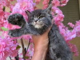 Réservation chaton femelle Maine Coon polydactyle LOOF