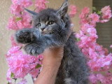 Réservation chaton femelle Maine Coon polydactyle LOOF