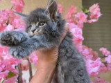 Réservation chaton femelle Maine Coon polydactyle LOOF