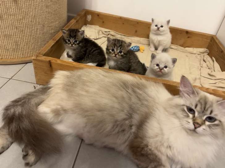 maman adorable et ses chatons