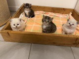 les 4 chatons à l'age de 2 semaines