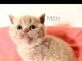 3 chatons British Shorthair mâles LOOF nés en mai  à vendre