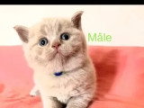 3 chatons British Shorthair mâles LOOF nés en mai à vendre