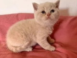 3 chatons British Shorthair mâles LOOF nés en mai à vendre