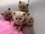 3 chatons British Shorthair mâles LOOF nés en mai à vendre