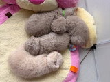 3 chatons British Shorthair mâles LOOF nés en mai à vendre