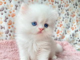 5 chatons Persans à vendre non LOOF nés en mai 2026