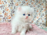 5 chatons Persans à vendre non LOOF nés en mai 2026