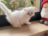 5 chatons Persans à vendre non LOOF nés en mai 2026