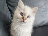 Femelle lilac tabby claire