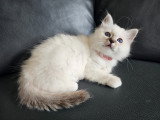 Femelle lilac tabby (foncé)