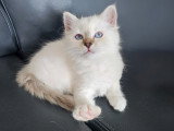 Femelle chocolat tabby